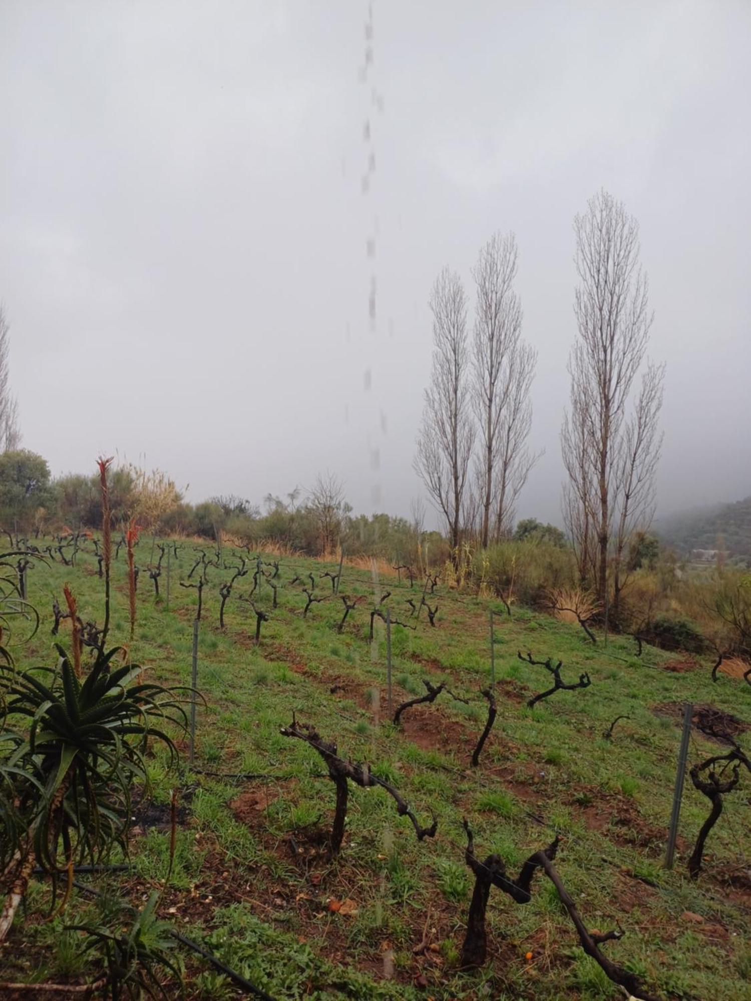 Nhà ở miền quê Cortijo El Cerrillo *