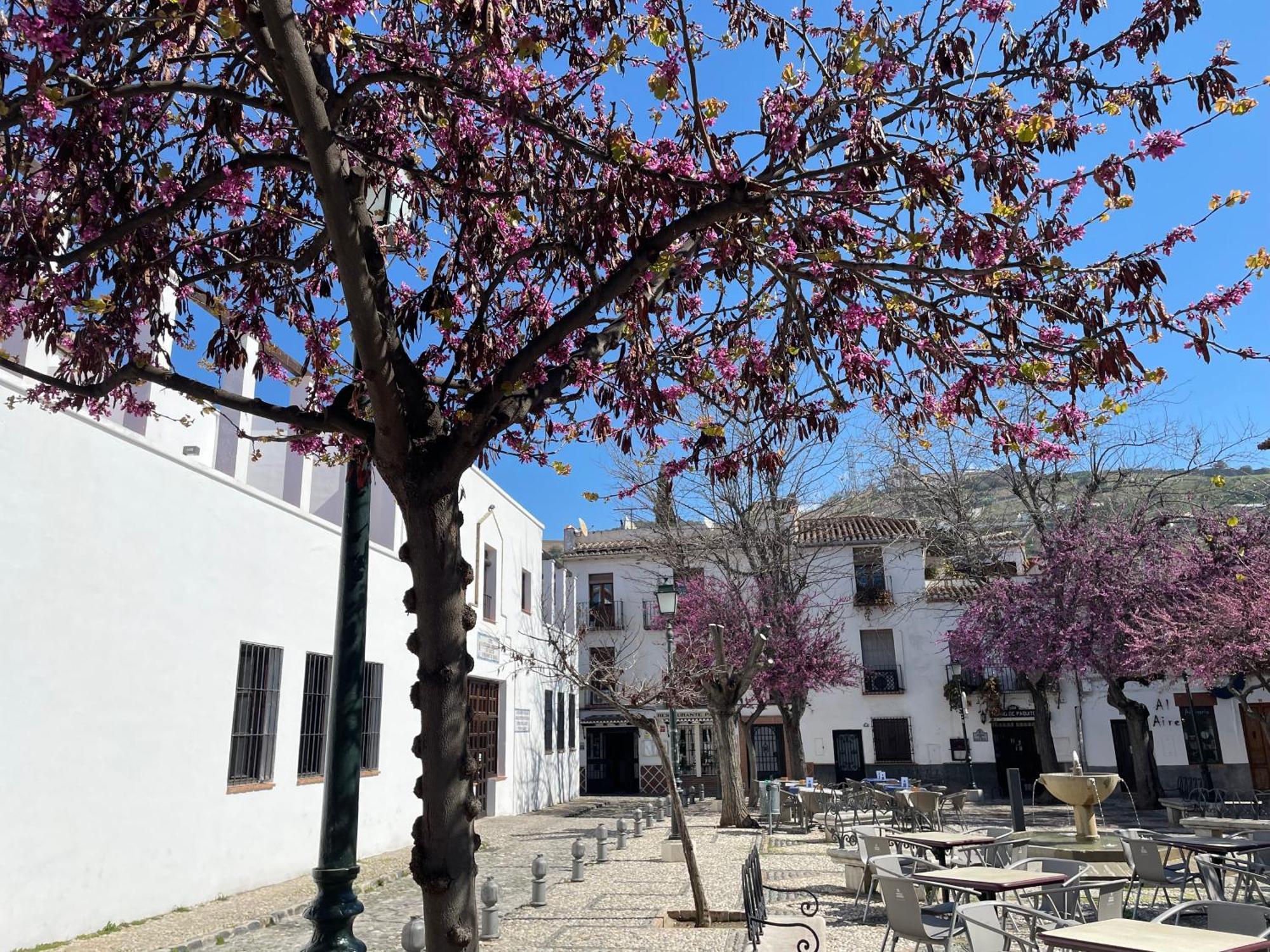 Aparthotel El Patio Del Albaicin Granada