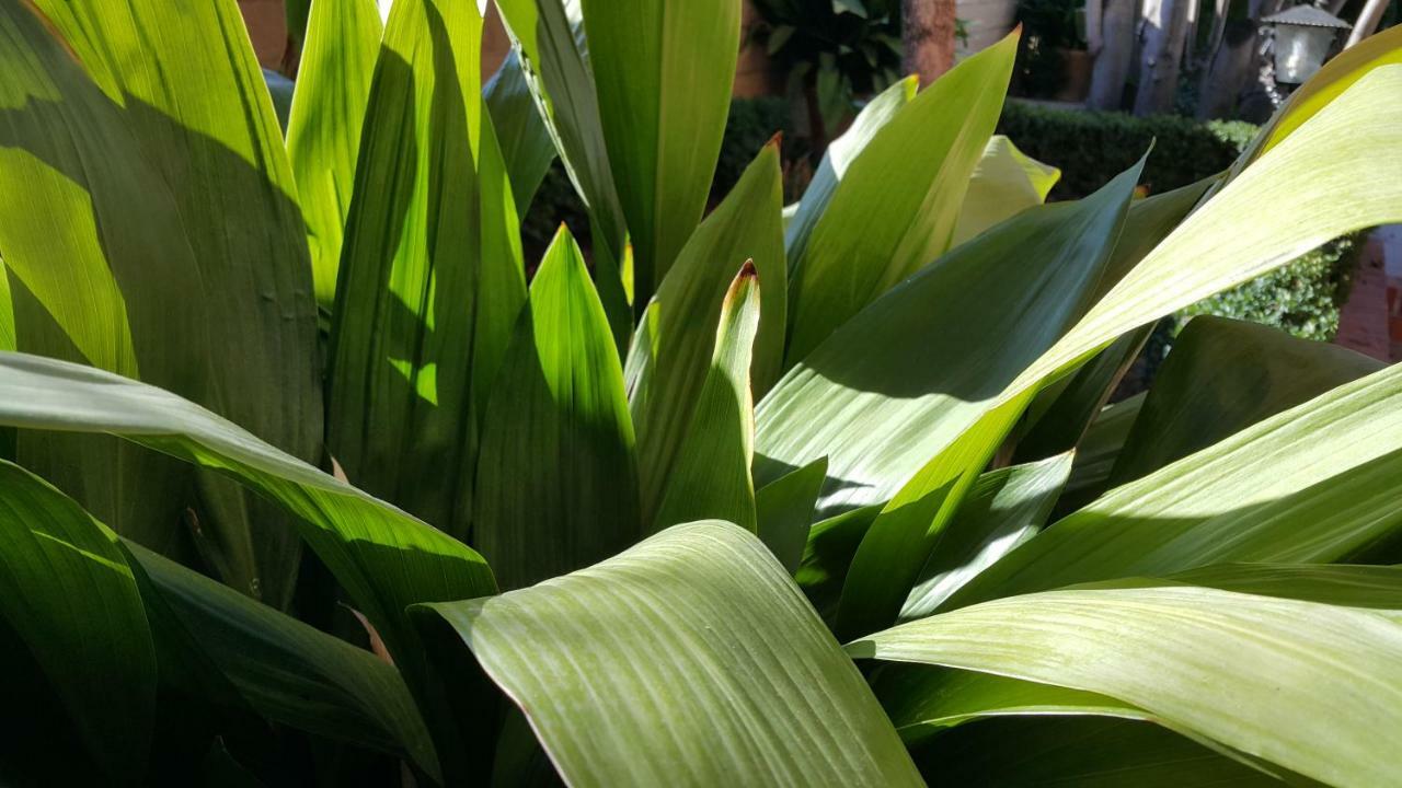El Jardin De La Abuela *