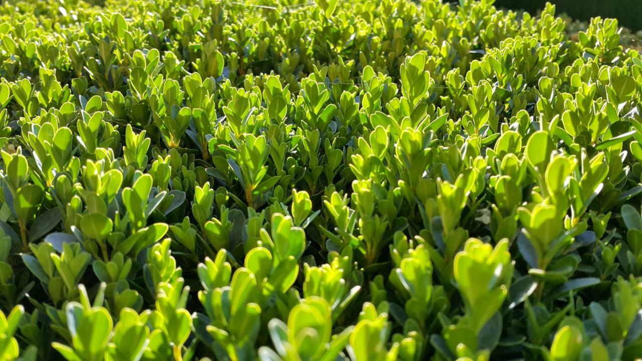 El Jardin De La Abuela Granada