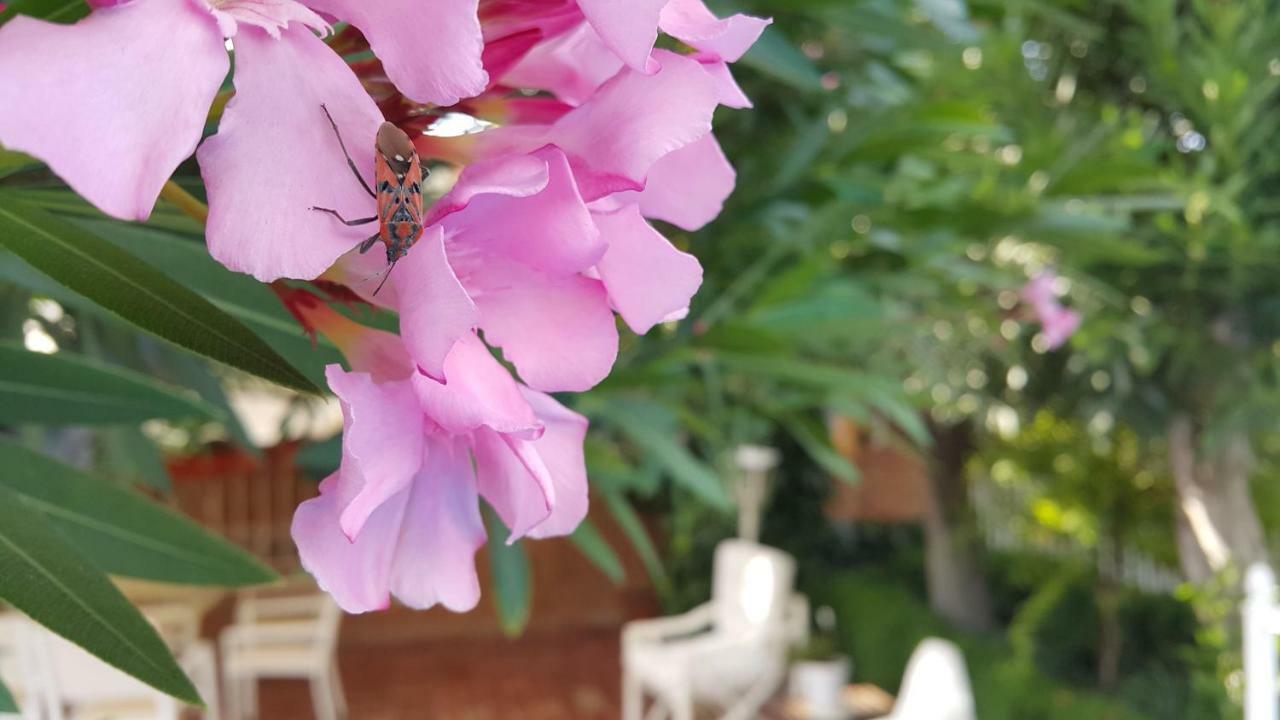 El Jardin De La Abuela