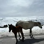 Biznaga Nevada