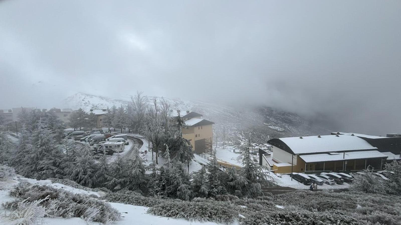 Biznaga Nevada *