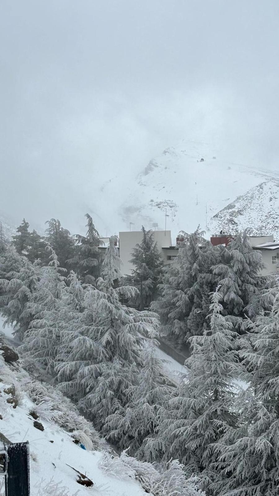 Biznaga Nevada *