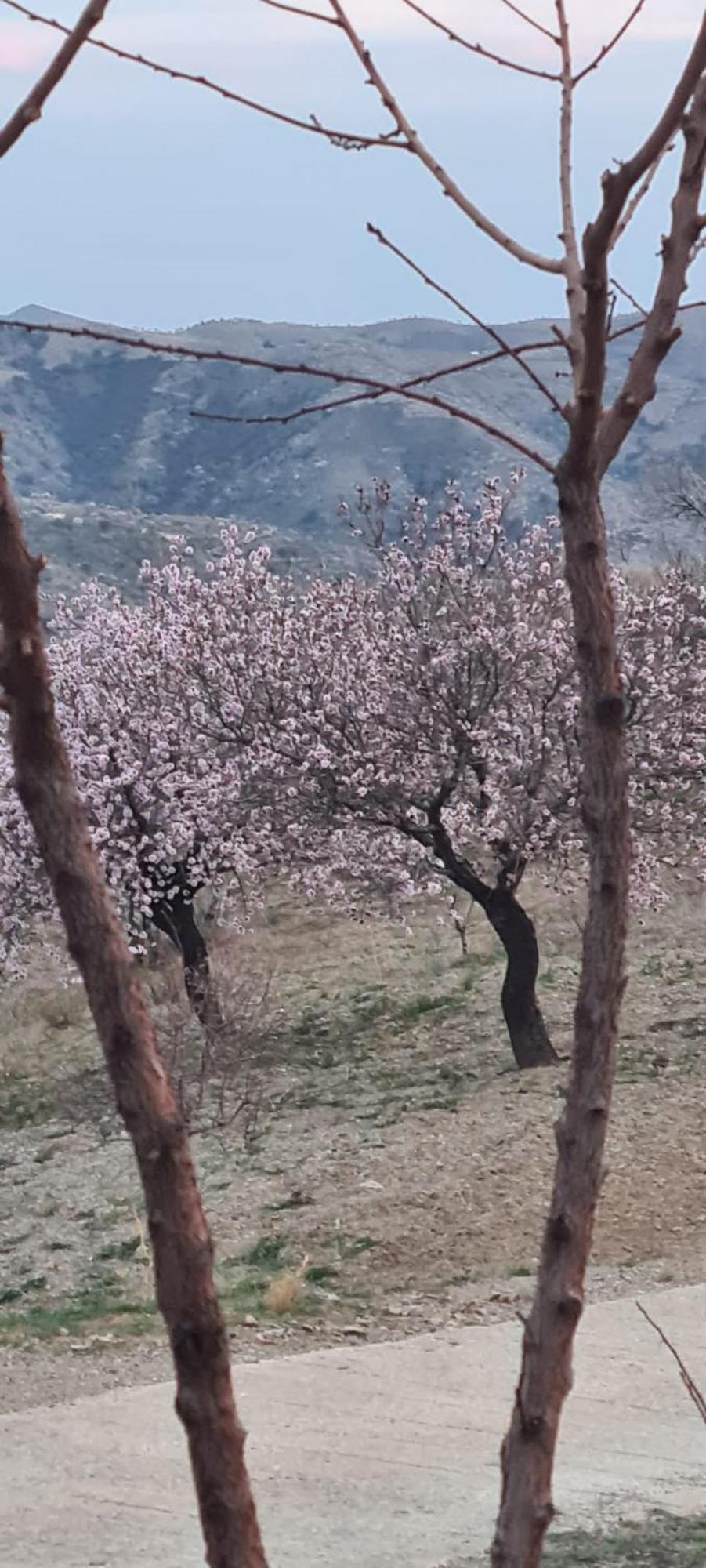Holiday home Cortijo Pilares *