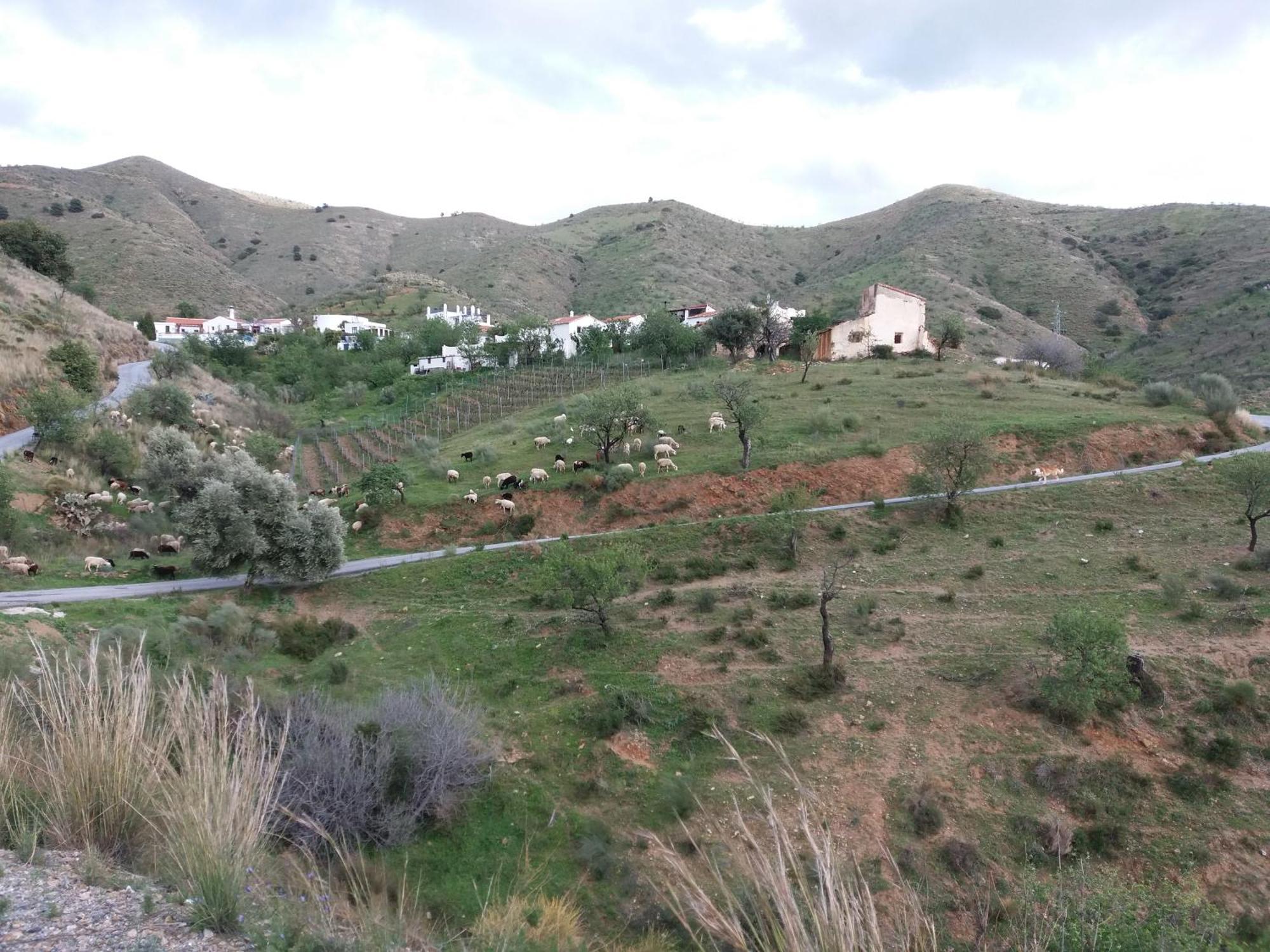 Casita Tomate Granada