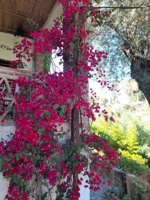 Holiday home Cortijo La Acequia *