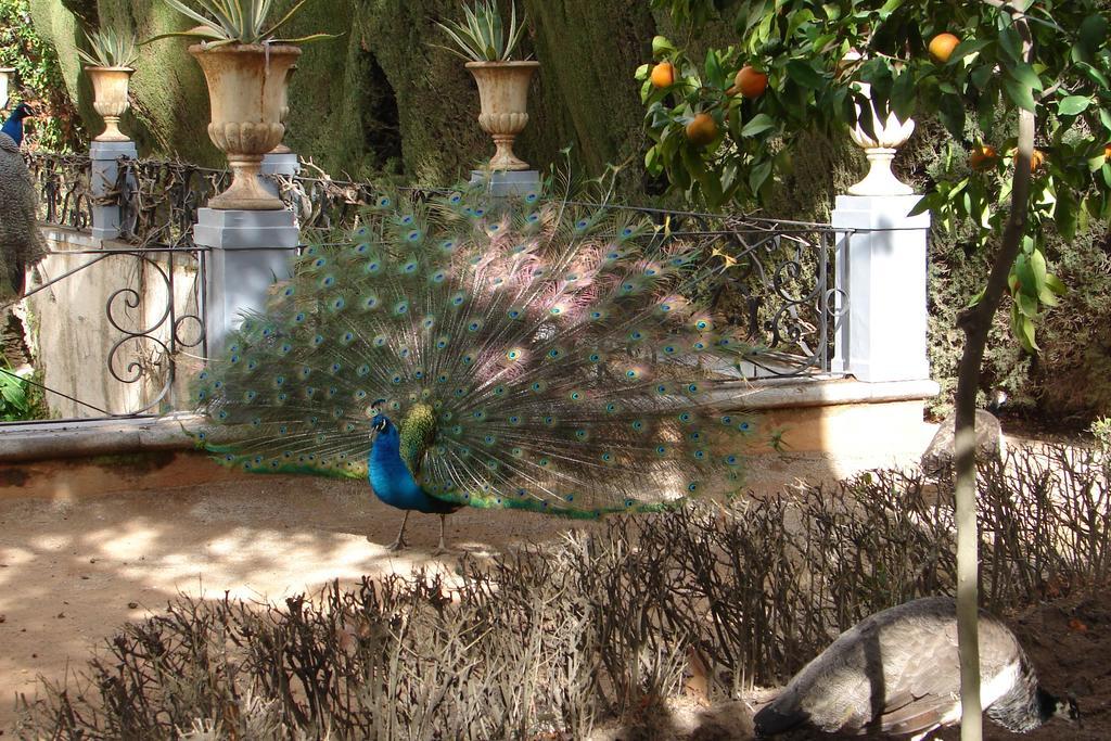 Apartamento La Alcandora Granada
